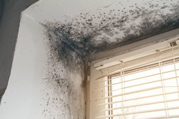 Affordable Attic Mold Remediation solutions in Columbia, TN